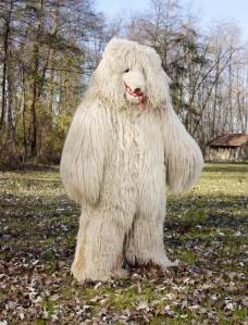 Charles Fréger: Medved (Ours), Ptuj, Slovenië