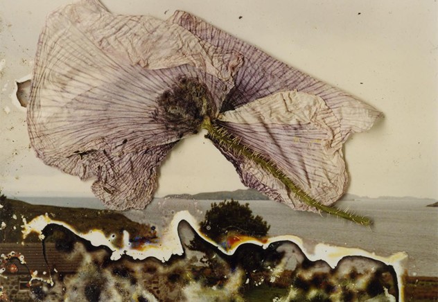 Hackney Flowers © Stephen Gill