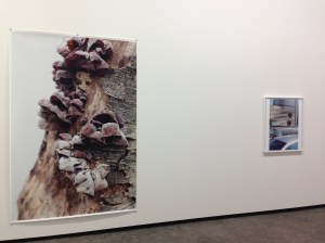 Wolfgang Tillmanns: Neue Welt