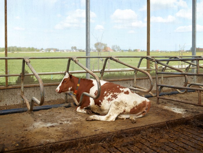 © Henk Wildschut: Weiland. Melkveehouderij Brandsma, Bolsward, mei 2012