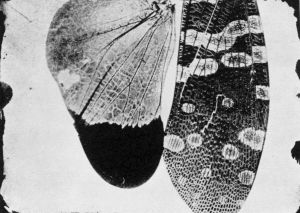 © William Henry Fox Talbot, Photomicrograph of Wings, ca. 1840