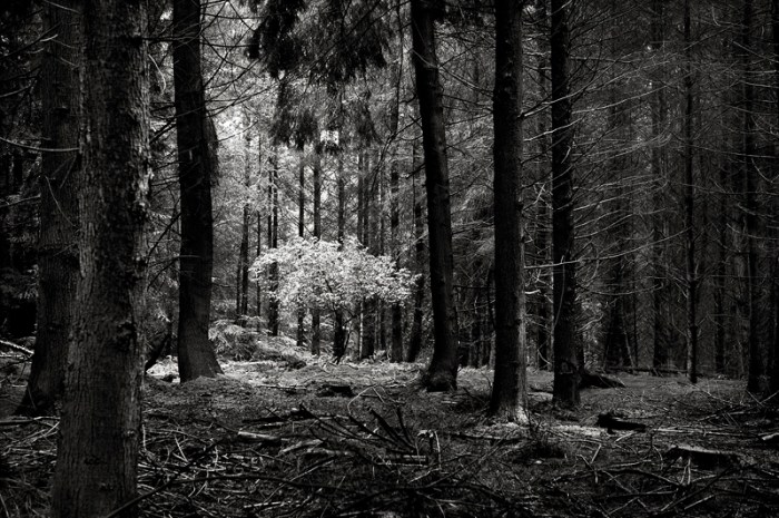 © Mark Nettenbreijers: Rise & Fall VIII, 2013