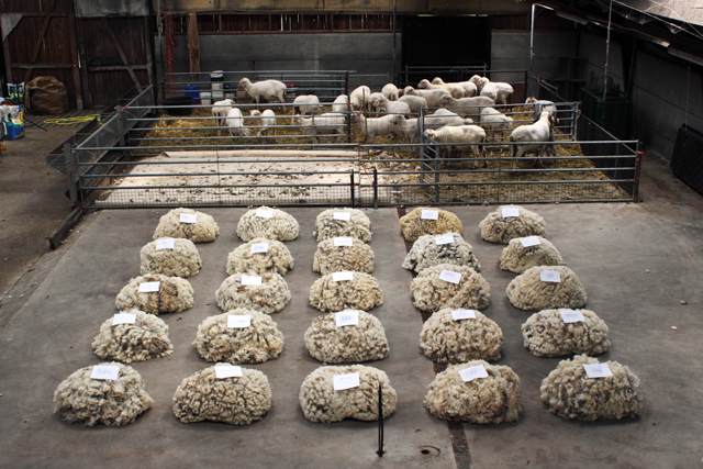 Christien Meindertsma: One Sheep Sweater. Foto Roel van Tour