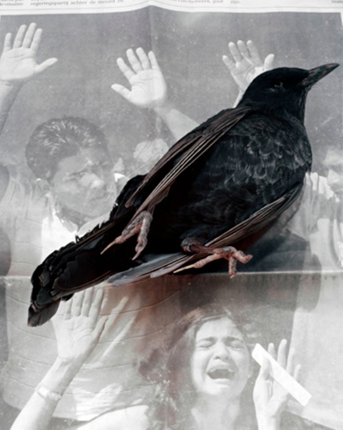 © Geert Goiris, Dead Bird