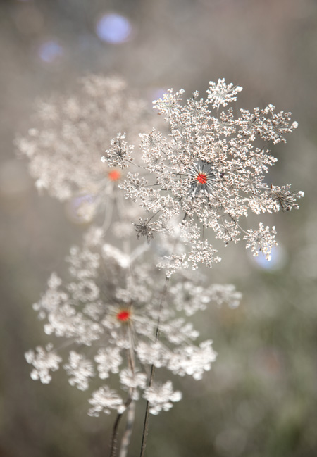 WEB_lacereddot_IMG_1112