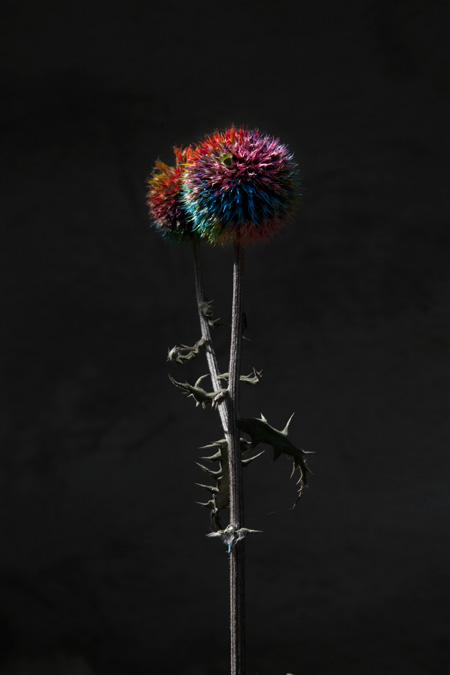 WEB_rainbowthistle_IMG_9564